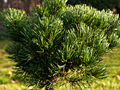 Pinus mugo Johanki HB (Tomszak) IMG_2875 Sosna kosodrzewina